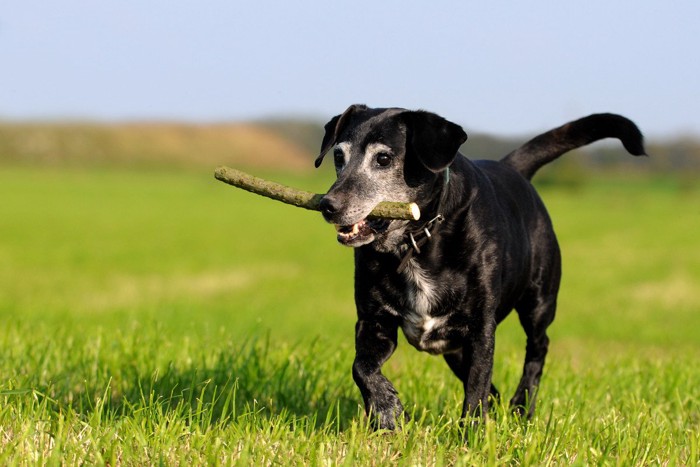 黒い犬、顔の白髪、枝をくわえて運ぶ
