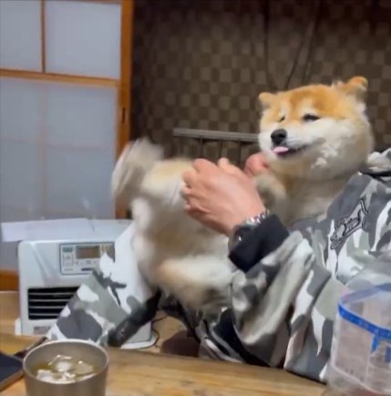 柴犬