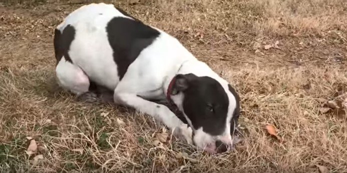 地面にはいつくばった犬