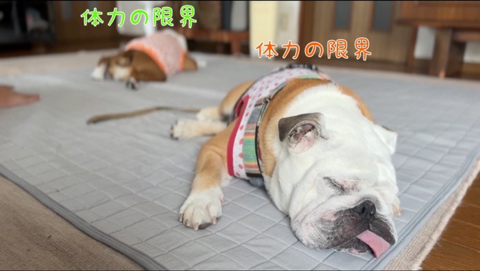 床で眠る2匹の犬