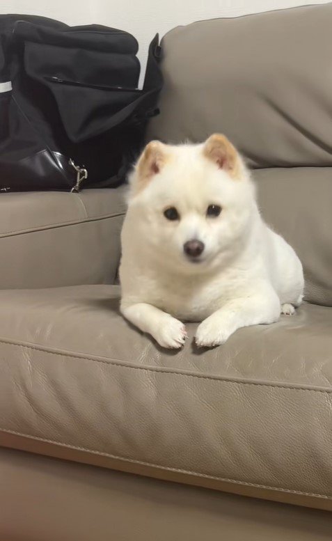 べらちゃんのバースデーソングへの反応3