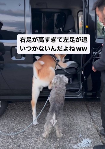 車に乗りたい