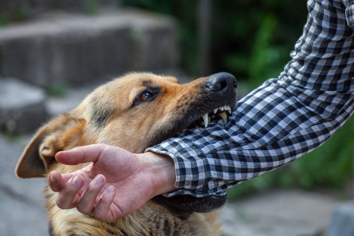 腕を噛む犬