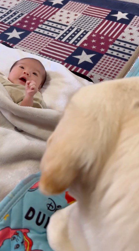 遠くから赤ちゃんを見つめる犬