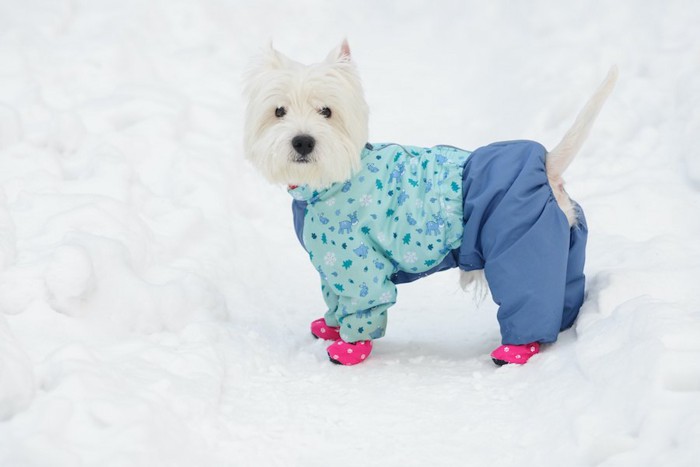 服と靴を着用して雪の上に立つ白い犬