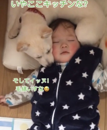 キッチンで寝る赤ちゃんと犬2
