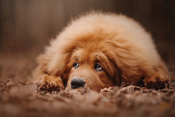 元気のない様子で上目遣いで伏せている犬