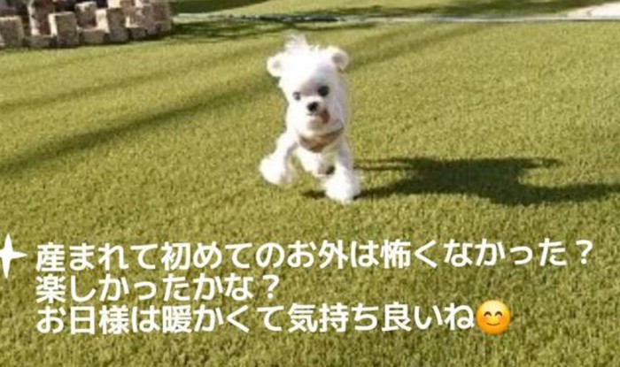 慣れないお散歩にも挑戦