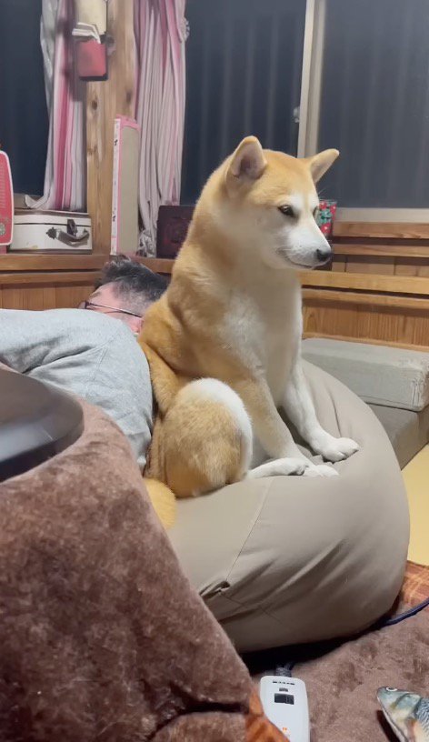 コタツに入っている男性に寄り添う犬