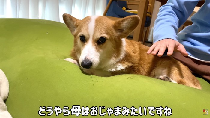 「お兄ちゃんは私のもの!」