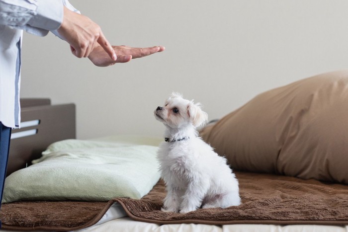 しつけ中の飼い主と犬