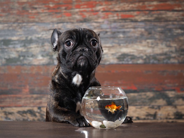 犬と金魚