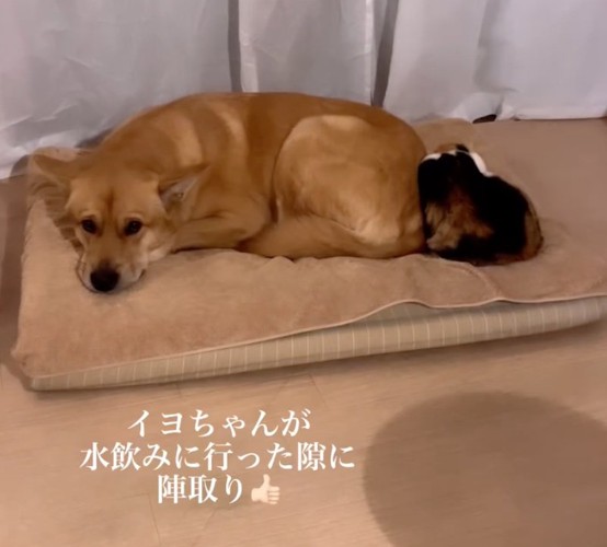 ベッドを取り返す犬