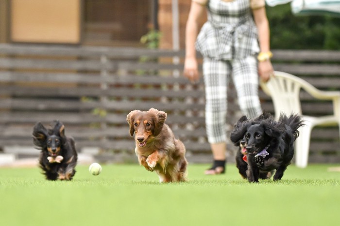 ドッグランで遊ぶ犬