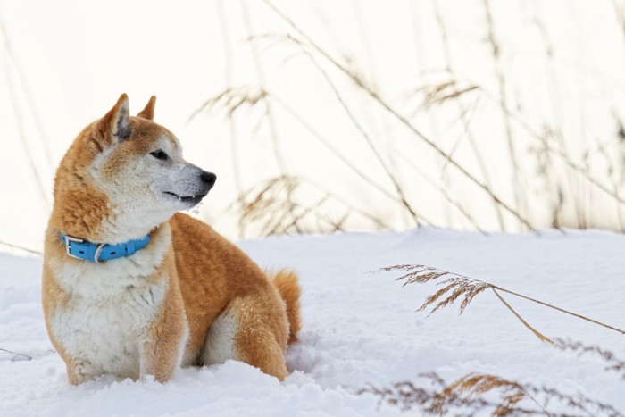 雪の上で遊ぶ柴犬