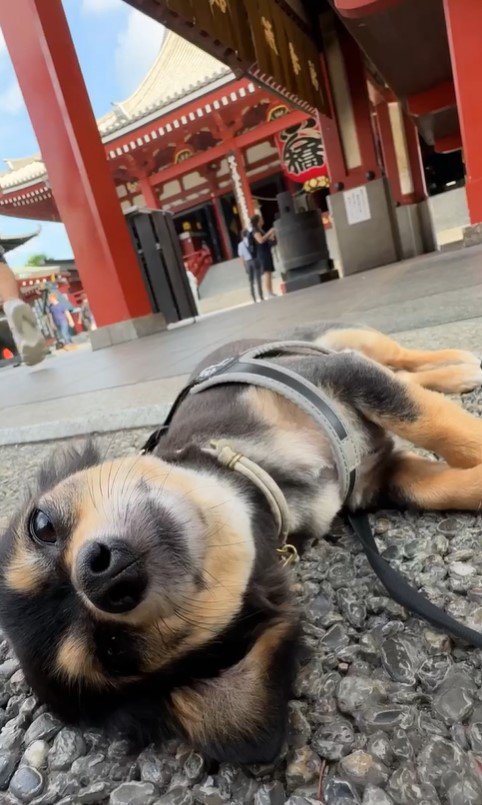 浅草寺でくつろぐ禄ちゃん