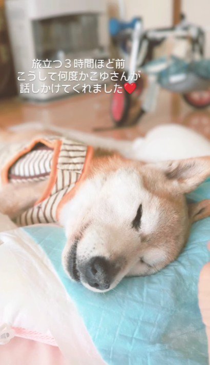 「ハウハウ」