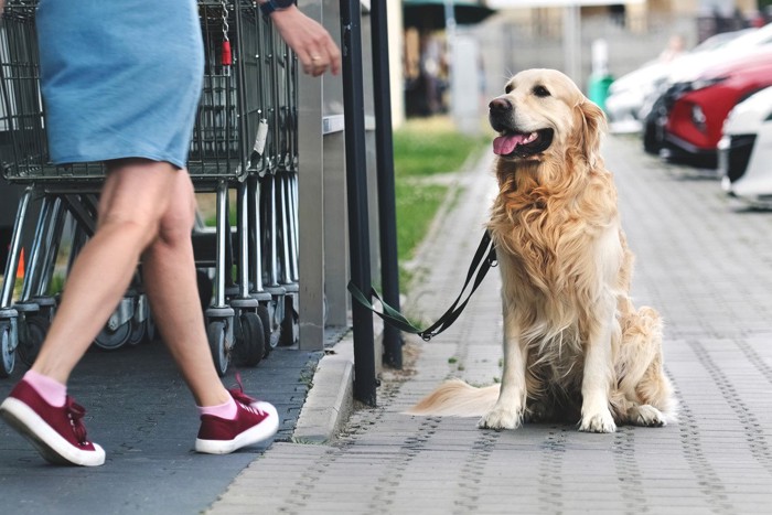 店先に繋がれた犬