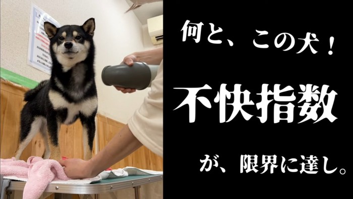 首元を乾かされる犬