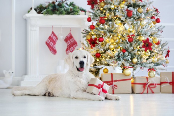 クリスマスツリーとゴールデン