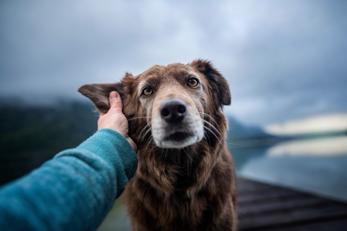 耳を触られていやそうな犬