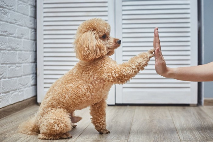 人とハイタッチをしているトイプードル