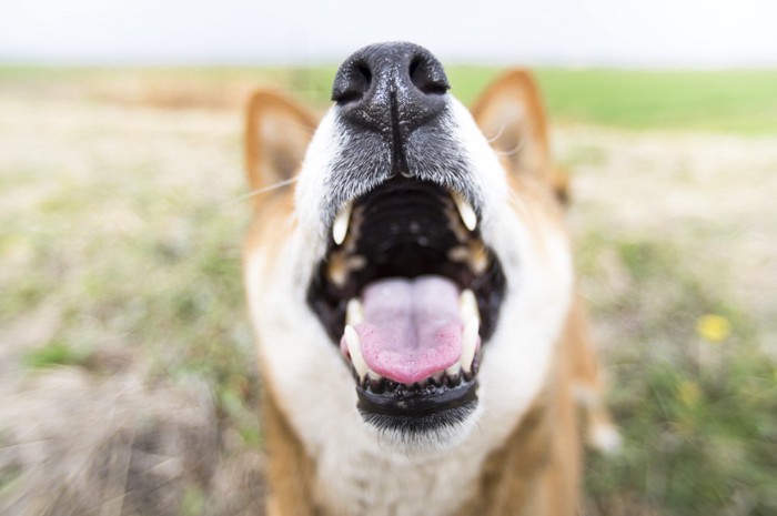 柴犬と青空