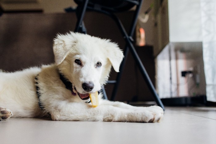 おやつを咥えた子犬