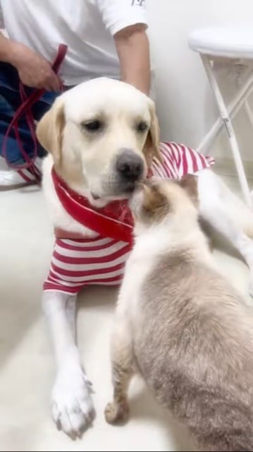 見つめあう犬と猫