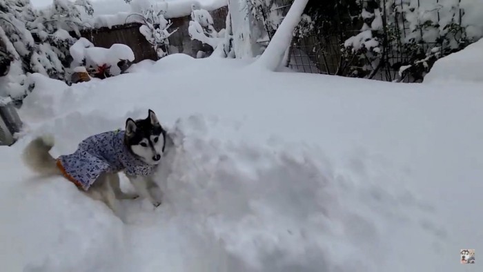 積もった雪の中のはっちゃん