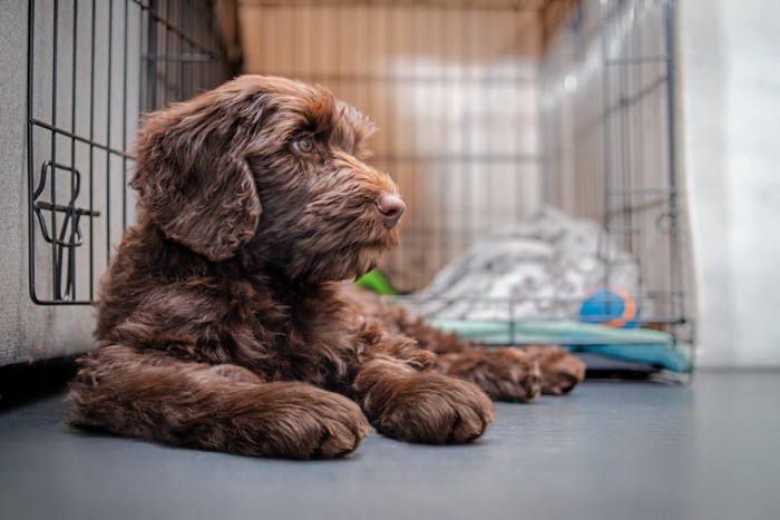 ケージの外に横になる犬