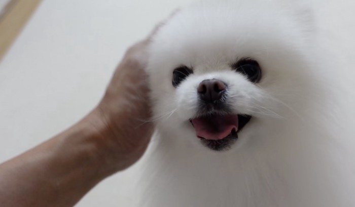 飼い主に顔を撫でられて笑顔になる犬