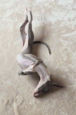 カーペットの上に仰向けになっている細長い犬