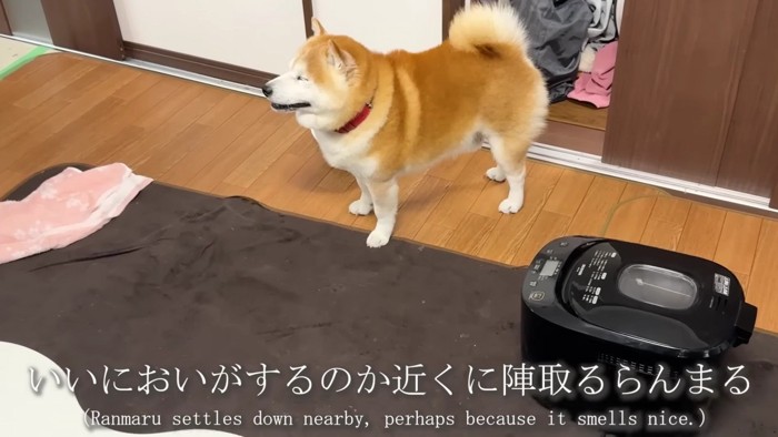 ホームベーカリーの隣に陣取る