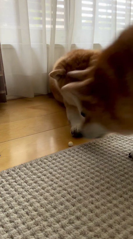 親犬の前に現れた娘の犬