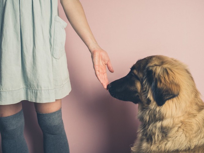 人の手のにおいをかぐ犬