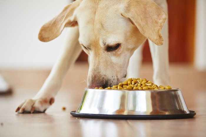 食べる犬