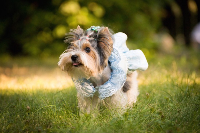 水色のドレスを着た犬