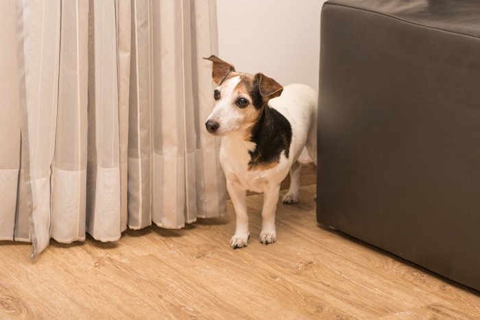 部屋の隅から見つめる犬