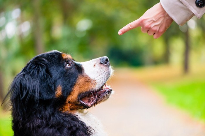 叱られている犬