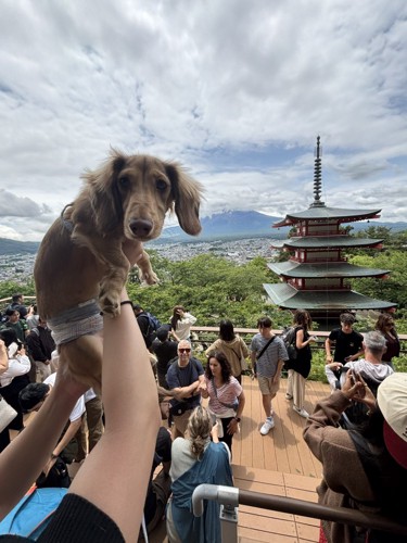 なんですの？