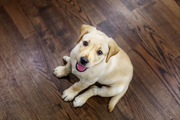 フローリングの床と犬