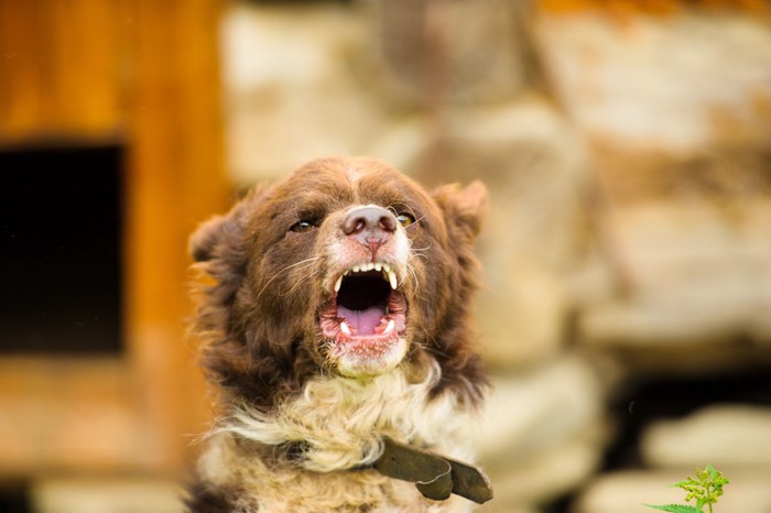 吠える犬