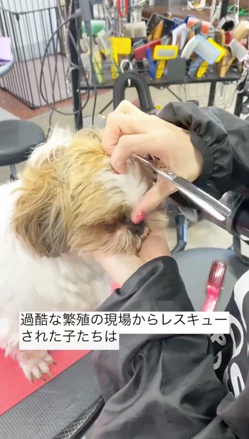 犬の顔を撫でるトリマー