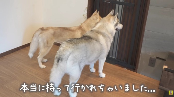 あれ？いない…