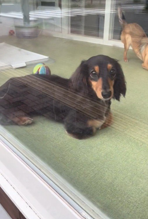 ママがお迎えに来た時のコロンちゃん3