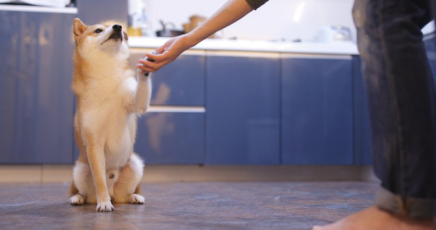 お手をする柴犬