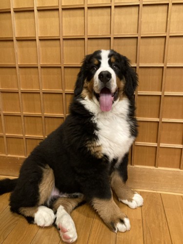 立派に成長