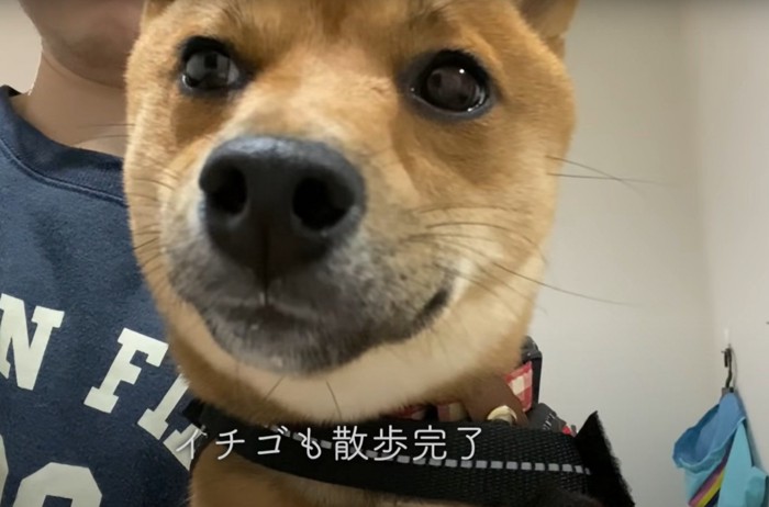 犬のアップ