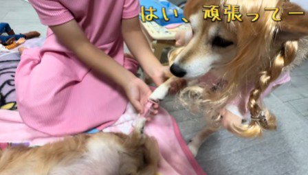 注射を打つシイちゃん